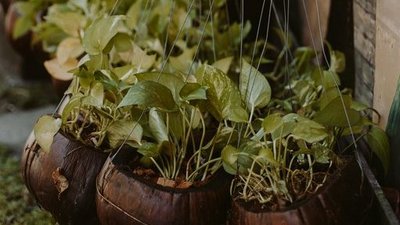 picture of medicinal plants