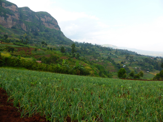 Green landscape, a big planted field and mountains in the background.png 