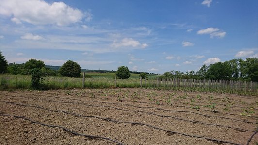 Agricultural land, meadow, trees and blue sky