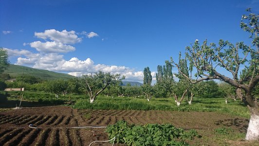 Agricultural land with various plants and trees