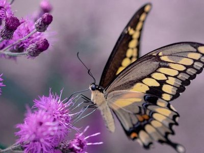 beige-schwarzer Schmetterling auf lila Blume