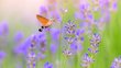 Ein Schmetterling (Taubenschwänzchen), der über eine Lavendelwiese fliegt