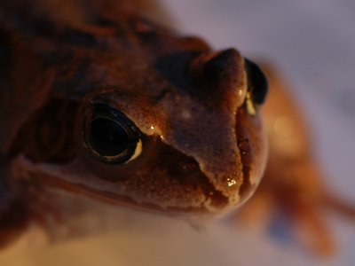 Frosch im Wasser