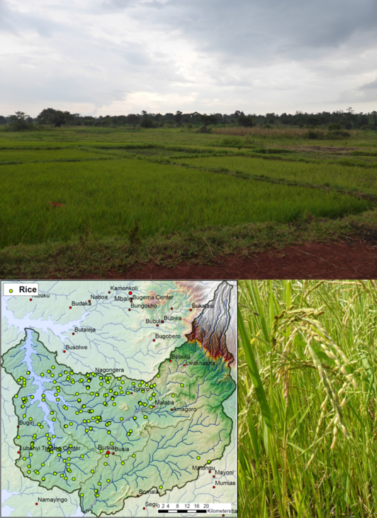 Montage with three pictures: one shows a Ugandan map, one a paddyfield and one a rice plant in detail