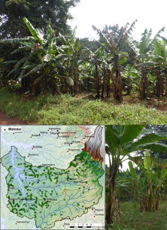 Montage with three pictures: one shows a Ugandan map, one a plantation of matoke and one matoke trees in detail
