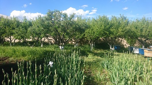 Flowers and trees