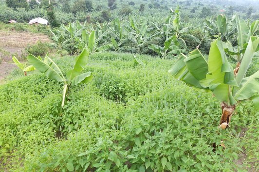 A field in hilly green landscape with various plants and trees, and two huts in the background