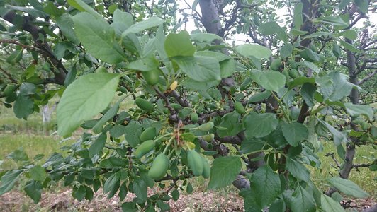 Green little fruits on a tree 