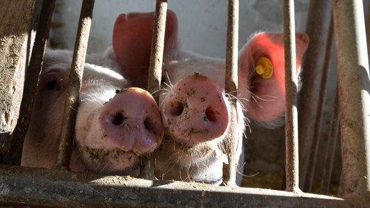 Two pink pig snouts between the fence