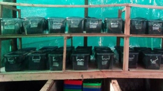 Boxes with fly larvae sitting on a shelf