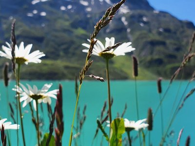 Landschaft mit Bergen, See und Blumen