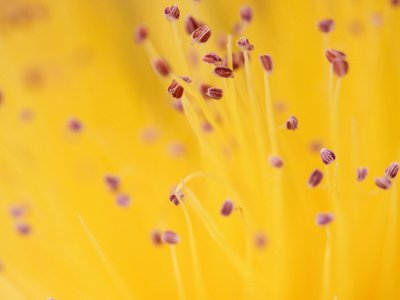 Gelbe Blume mit Blütenstaub