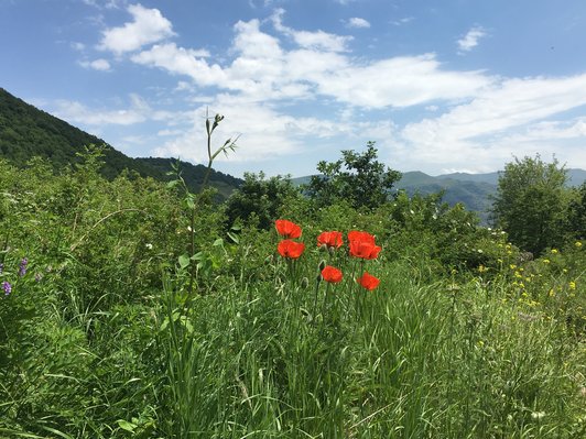 Red poppies in the the meadow of a hilly landscape