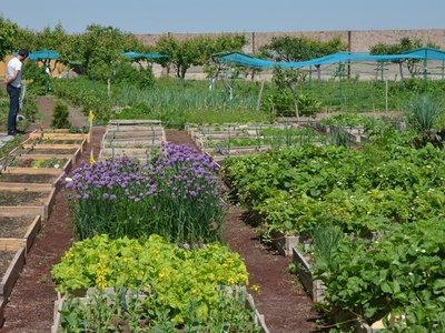 Garden with various vegetable patches and flower beds and trees in the background