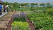 Garden with various vegetable patches and flower beds and trees in the background