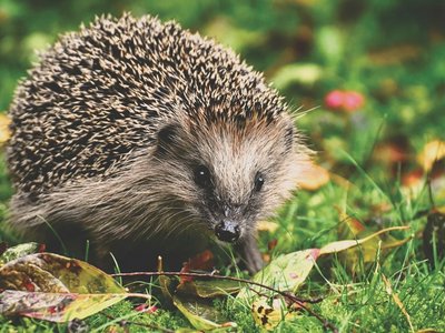 Igel auf roten und grünen Blättern im Gras