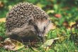 Igel auf roten und grünen Blättern im Gras