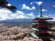 Aussicht auf Vulkan Fuji und japanischer Tempel während der Kirschblütenzeit