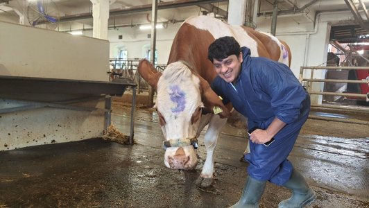 Mubarik with a cow