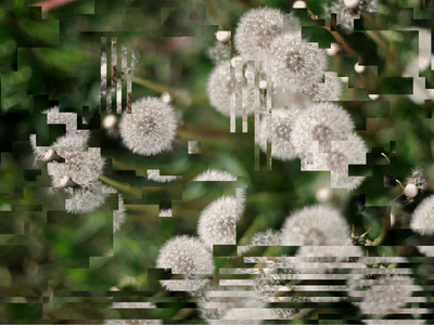 verzerrtes Bild von Löwenzahn-Blüten