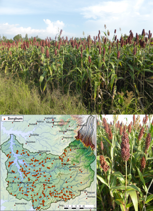 Montage with three pictures: one shows a map of the region, one a field of sorghum and one a sorghum in detail