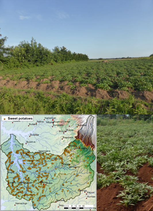 Montage with three pictures: one shows a Ugandan map, one a field of sweet potatoes and one sweet potatoes in detail
