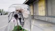 A small and colorful “world” was created in a pickle jar using natural materials. These materials include, but are not limited to, a snail shell, moss and dried flowers. A bird was drawn on the pickle jar with marker.