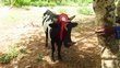 Bull with red decoration between his horns is tied to a tree.