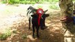 Bull with red decoration between his horns is tied to a tree.