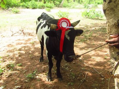 Bull with red decoration between his horns is tied to a tree.