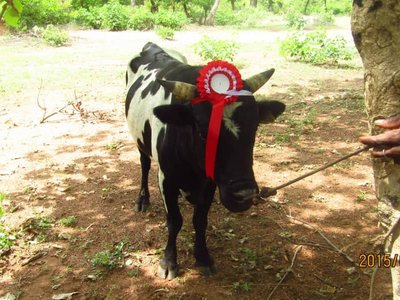 Bull with red decoration between his horns is tied to a tree.