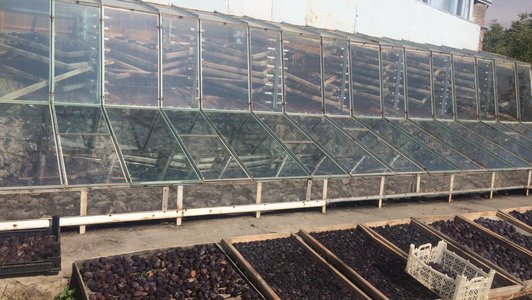 Drying plant made of wood and glass with fruits in it