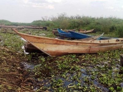 Fishing boats in green surroundings