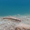 Fisch (Elritze) im Wasser