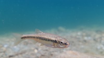 Fisch (Elritze) im Wasser