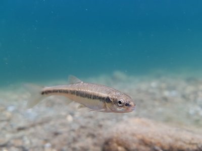 Fisch (Elritze) im Wasser