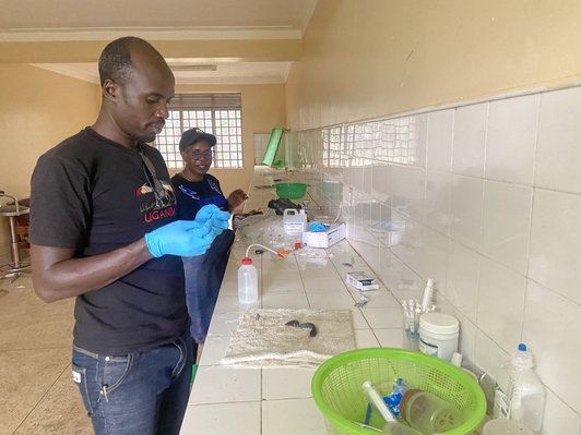 Sample collection at the hatchery
