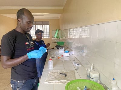 Sample collection at the hatchery