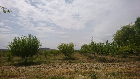 Rows of trees in green dry landscape