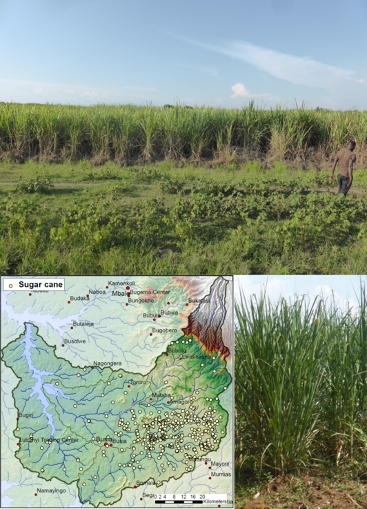 Montage with three pictures: one shows a Kenyan map, one a field of sugar cane and one sugar cane in detail