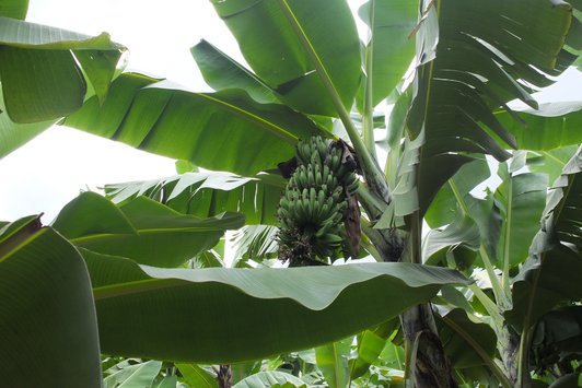 Green bananas on a banana plant