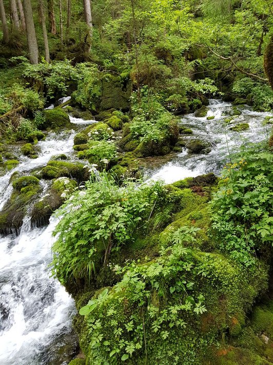 Reißender Bach im Wald am Ausflug zum Thema “Die Reise des Wiener Trinkwassers”