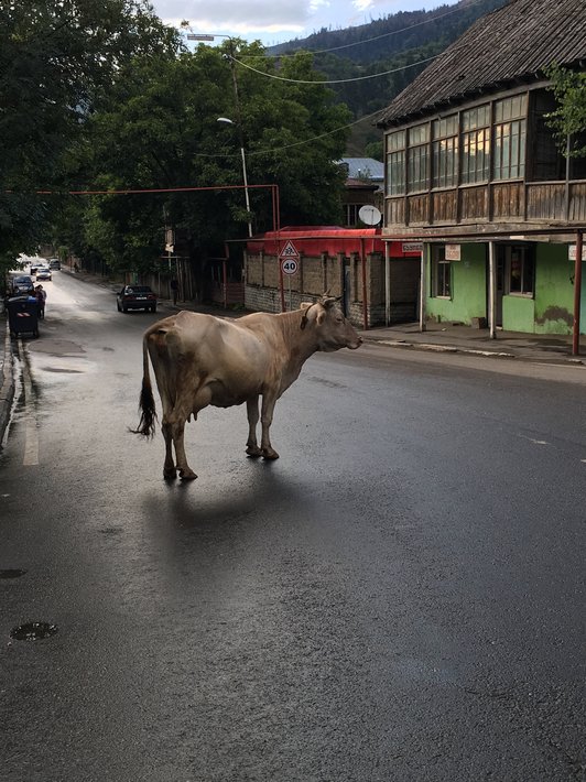 A cow standing in the middle of a street