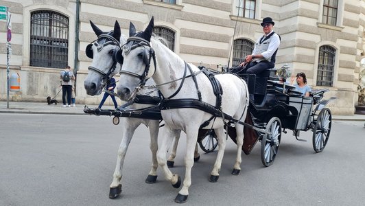 Vienna City Tour for scholarship holders