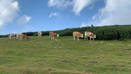 Eine Gruppe von Kühen fotografiert während der Wanderung am Schneeberg mit events4scholars