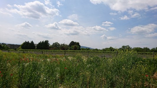 wildflower meadow and green landscape