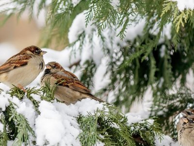 Spatzen sitzen auf einem Baum mit Schnee