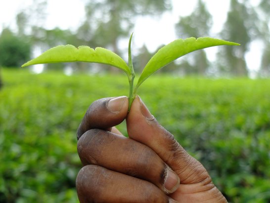 Foto einer Hand, in der sich eine Pflanze befindet