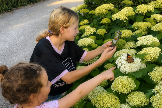 Zwei Mädchen fotografieren Schmetterling auf grünen Hortensien