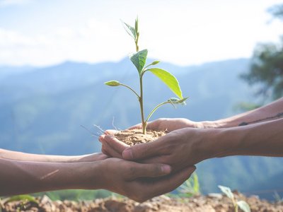 Hände halten eine Pflanze